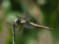 Libellula comanche