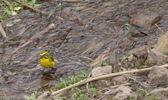 Crithagra flaviventris