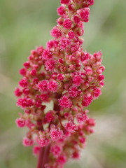 Rumex lapponicus