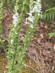 Anarrhinum