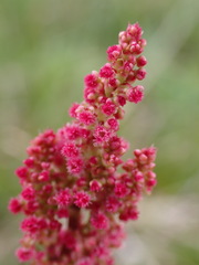 Rumex lapponicus