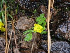 Ranunculus eschscholtzii