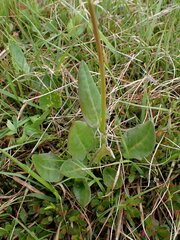 Rumex lapponicus