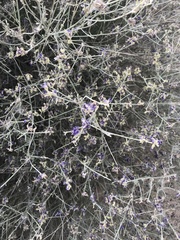 Psorothamnus scoparius