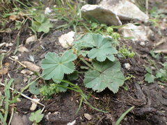 Alchemilla vulgaris
