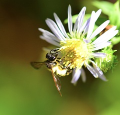 Andrena robervalensis