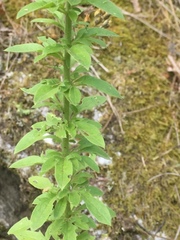 Anarrhinum