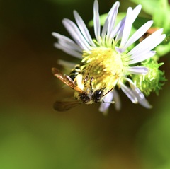 Andrena robervalensis