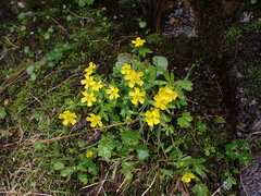 Ranunculus eschscholtzii