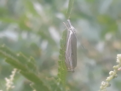 Crambus lathoniellus