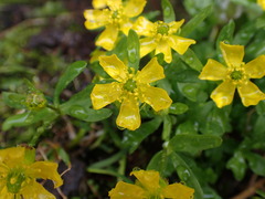Ranunculus eschscholtzii