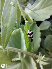 Eriopis connexa