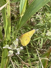 Colias