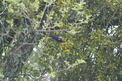 Chlorophonia elegantissima