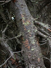 Aleurodiscus amorphus