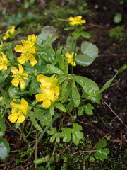 Ranunculus eschscholtzii