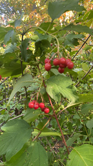Viburnum opulus