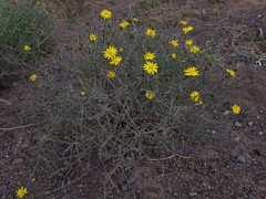 Osteospermum spinescens