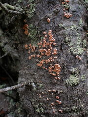 Aleurodiscus amorphus