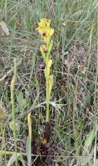 Ophrys lutea