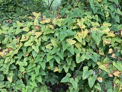 Dioscorea polystachya