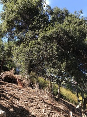 Quercus agrifolia
