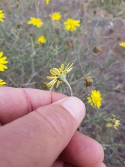 Osteospermum spinescens