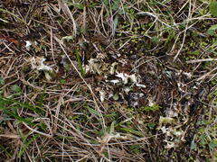 Tuckermanopsis subalpina