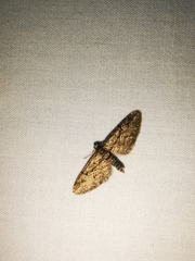 Eupithecia oxycedrata