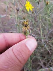 Osteospermum spinescens