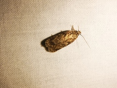 Agonopterix