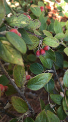Cotoneaster franchetii