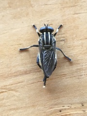 Orthoprosopa bilineata