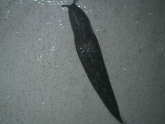 Limacus