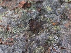 Umbilicaria