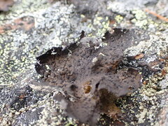 Umbilicaria