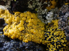 Candelariella