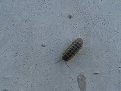 Armadillidium versicolor