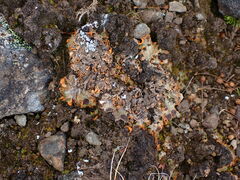 Solorina crocea