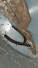 Asiomorpha coarctata
