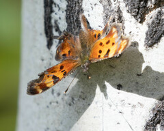Polygonia faunus