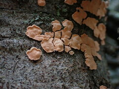 Aleurodiscus amorphus