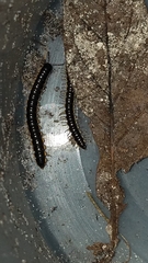 Asiomorpha coarctata