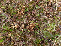 Tuckermanopsis subalpina