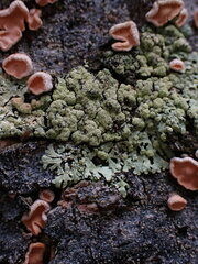 Parmeliopsis ambigua