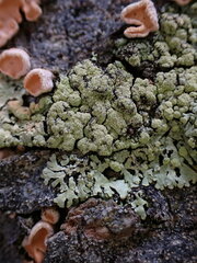 Parmeliopsis ambigua