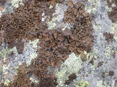 Umbilicaria