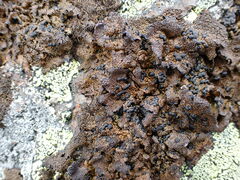 Umbilicaria