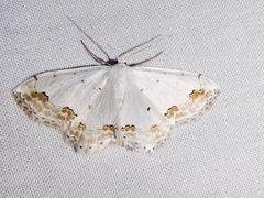 Scopula ornata