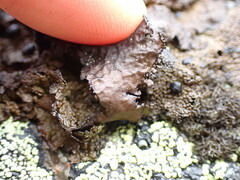 Umbilicaria